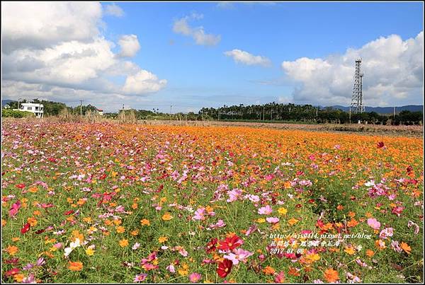 鳳榮農會花海-2017-01-10.jpg