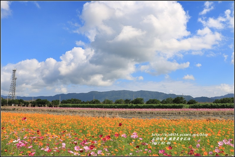 鳳榮農會花海-2017-01-11.jpg