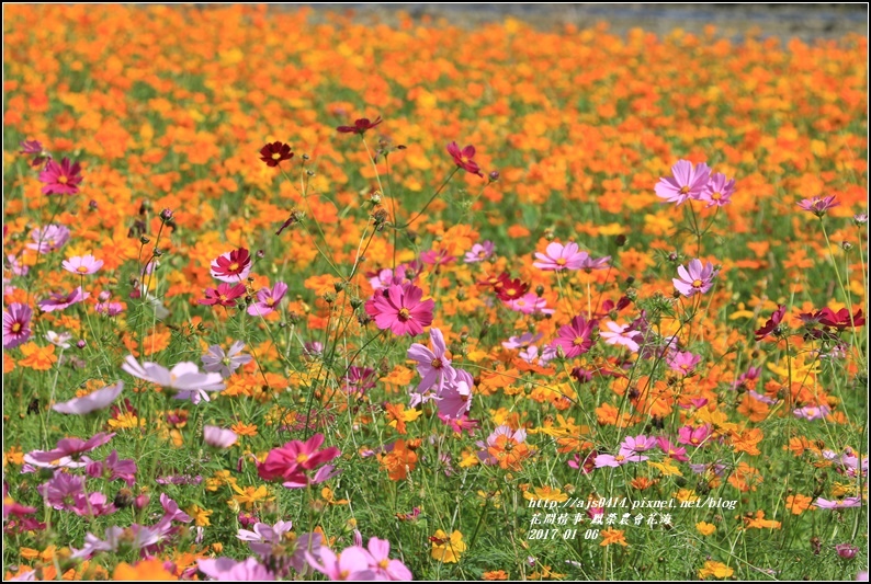 鳳榮農會花海-2017-01-12.jpg