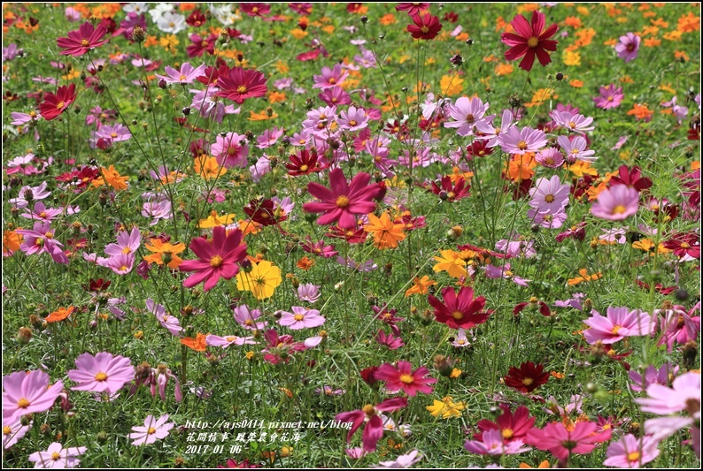 鳳榮農會花海-2017-01-13.jpg 鳳榮農會花海-2017-01-13.jpg
