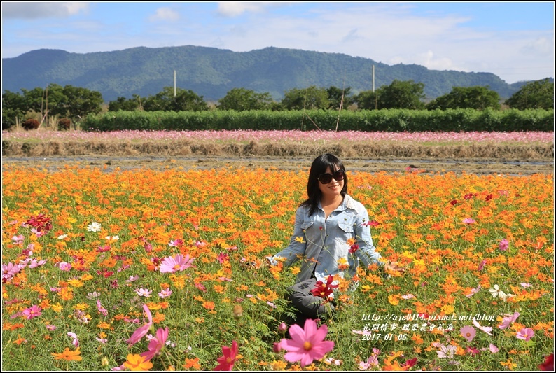 鳳榮農會花海-2017-01-14.jpg 鳳榮農會花海-2017-01-14.jpg