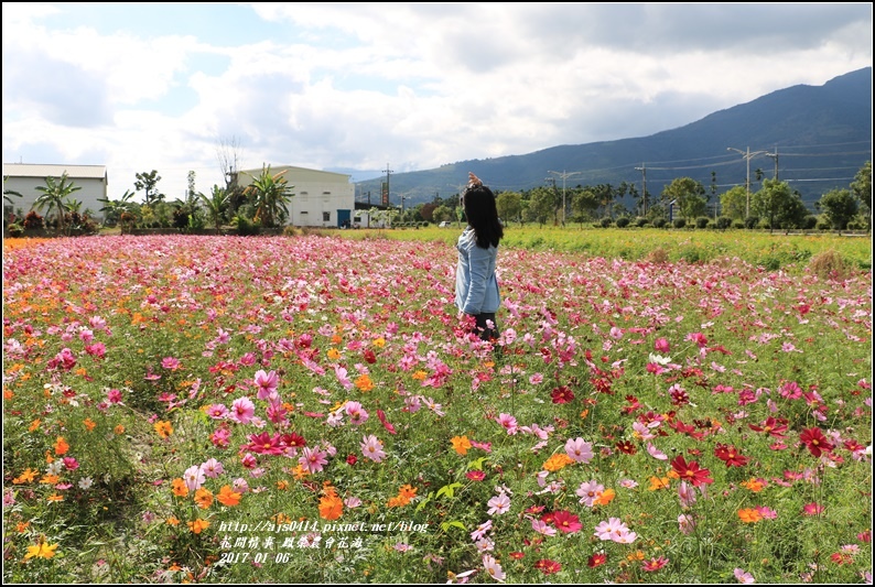 鳳榮農會花海-2017-01-15.jpg