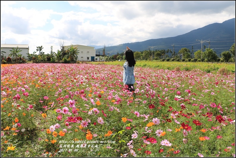 鳳榮農會花海-2017-01-15.jpg 鳳榮農會花海-2017-01-15.jpg
