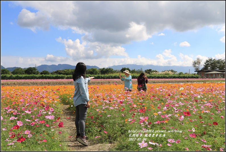 鳳榮農會花海-2017-01-17.jpg