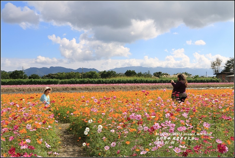 鳳榮農會花海-2017-01-18.jpg
