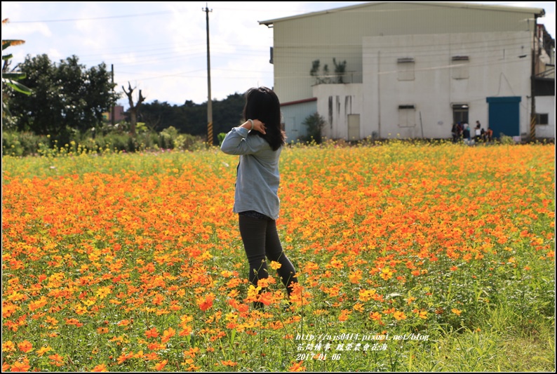 鳳榮農會花海-2017-01-20.jpg 鳳榮農會花海-2017-01-20.jpg