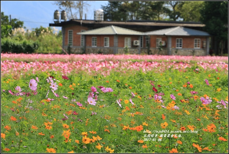 鳳榮農會花海-2017-01-21.jpg 鳳榮農會花海-2017-01-21.jpg