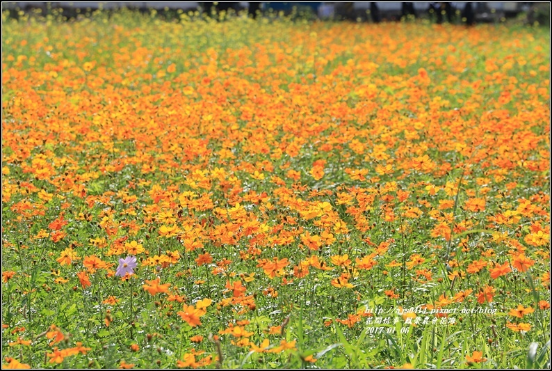 鳳榮農會花海-2017-01-22.jpg