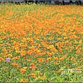 鳳榮農會花海-2017-01-22.jpg