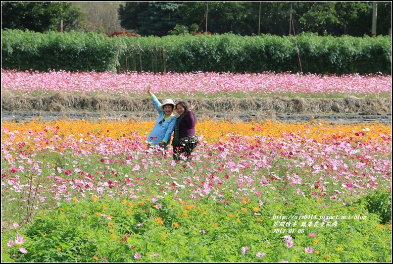 鳳榮農會花海-2017-01-23.jpg