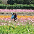 鳳榮農會花海-2017-01-23.jpg