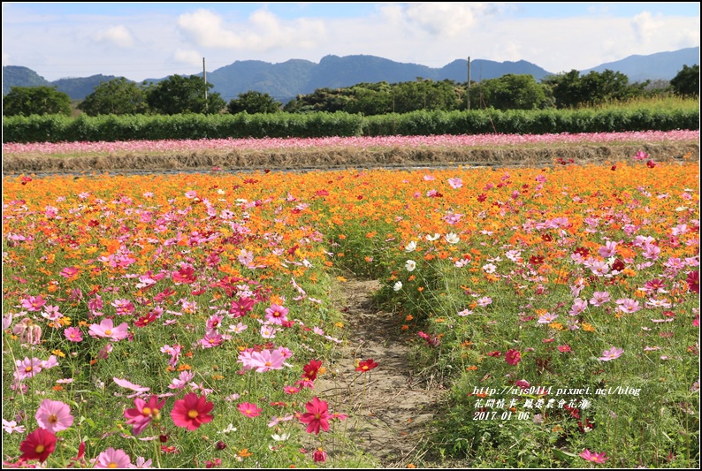 鳳榮農會花海-2017-01-27.jpg
