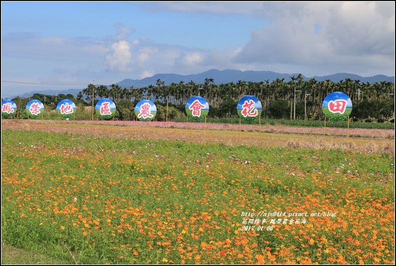 鳳榮農會花海-2017-01-26.jpg