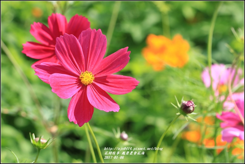 鳳榮農會花海-2017-01-28.jpg