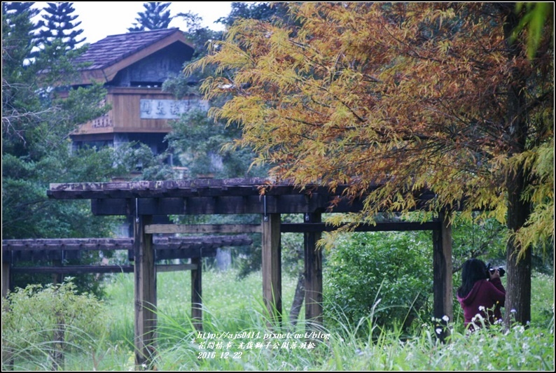 光復獅子公園落羽松-2016-12-07.jpg