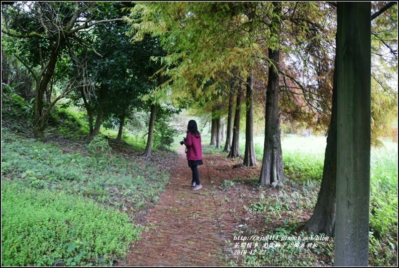 光復獅子公園落羽松-2016-12-08.jpg