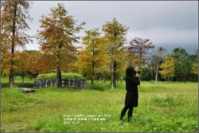 光復獅子公園落羽松-2016-12-11.jpg