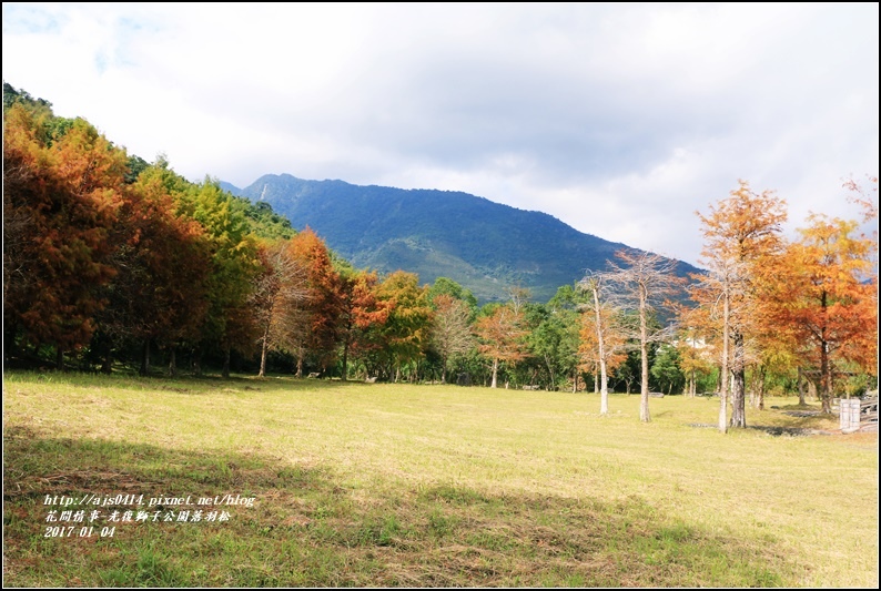 光復獅子公園落羽松-2017-01-02.jpg