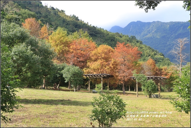 光復獅子公園落羽松-2017-01-18.jpg