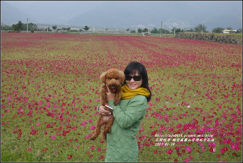 縱管處羅山管理站旁花海-2017-01-01.jpg