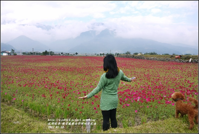 縱管處羅山管理站旁花海-2017-01-03.jpg