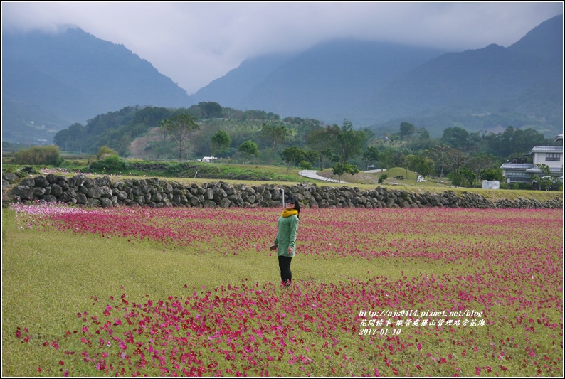 縱管處羅山管理站旁花海-2017-01-08.jpg