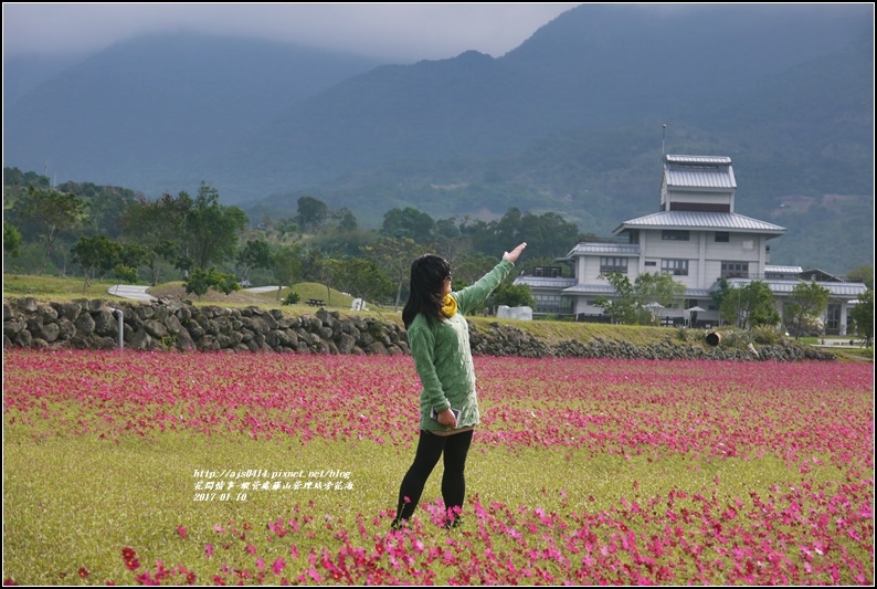 縱管處羅山管理站旁花海-2017-01-09.jpg