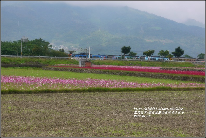 縱管處羅山管理站旁花海-2017-01-16.jpg