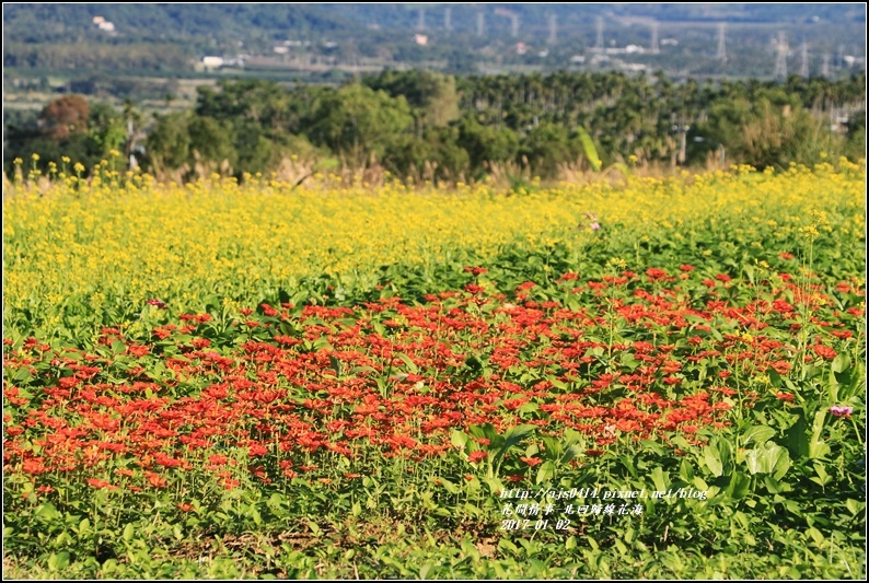 北回歸線百日草花海-2017-01-03.jpg