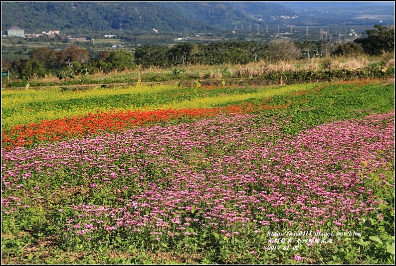 北回歸線百日草花海-2017-01-02.jpg