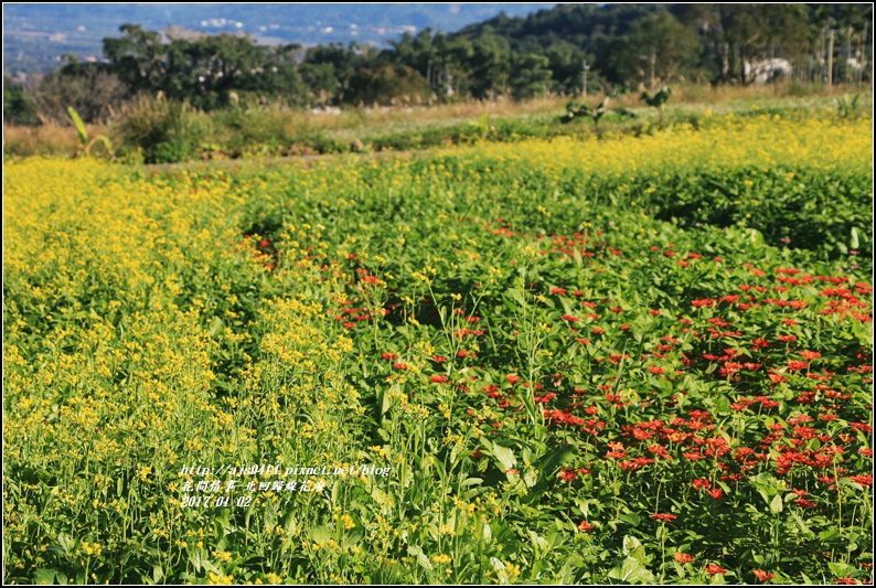 北回歸線百日草花海-2017-01-05.jpg