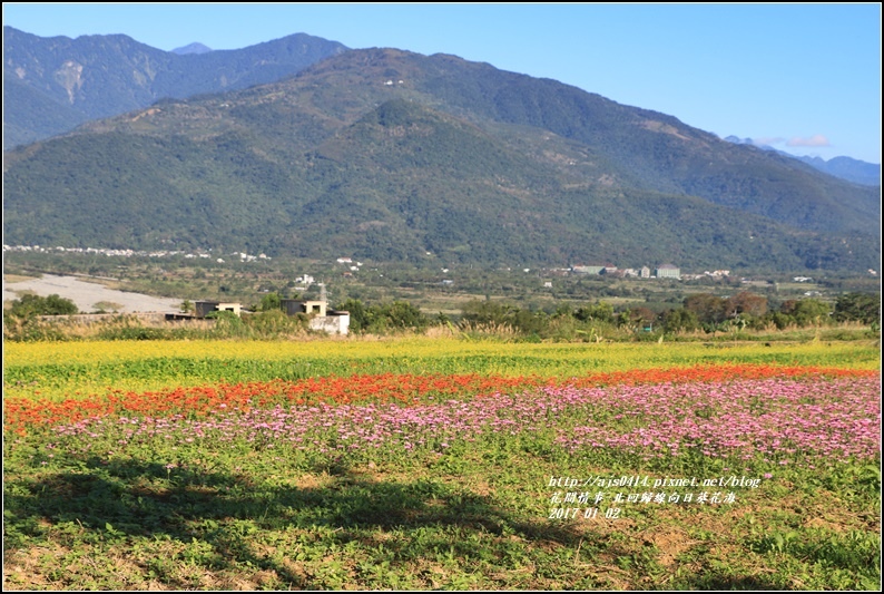 北回歸線百日草花海-2017-01-11.jpg