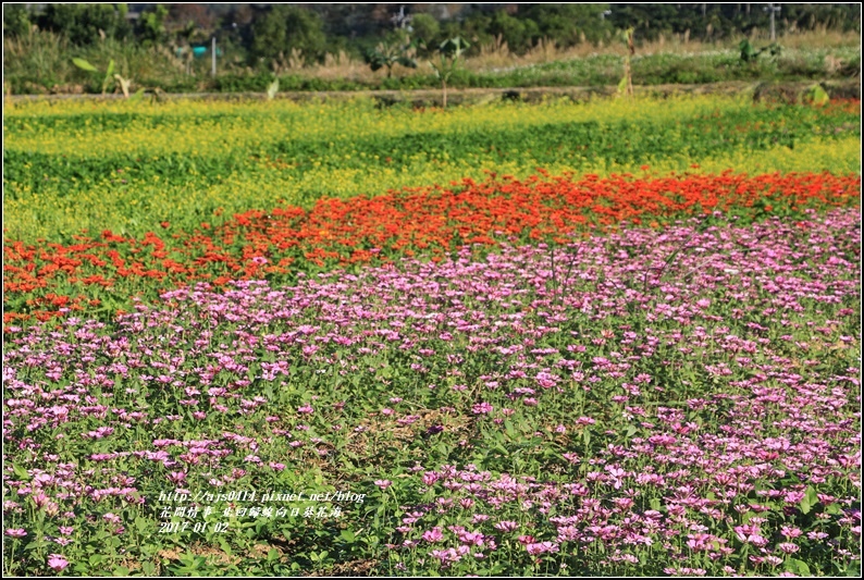 北回歸線百日草花海-2017-01-12.jpg