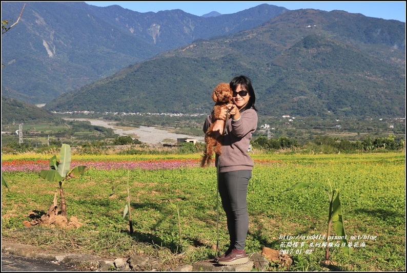 北回歸線百日草花海-2017-01-18.jpg