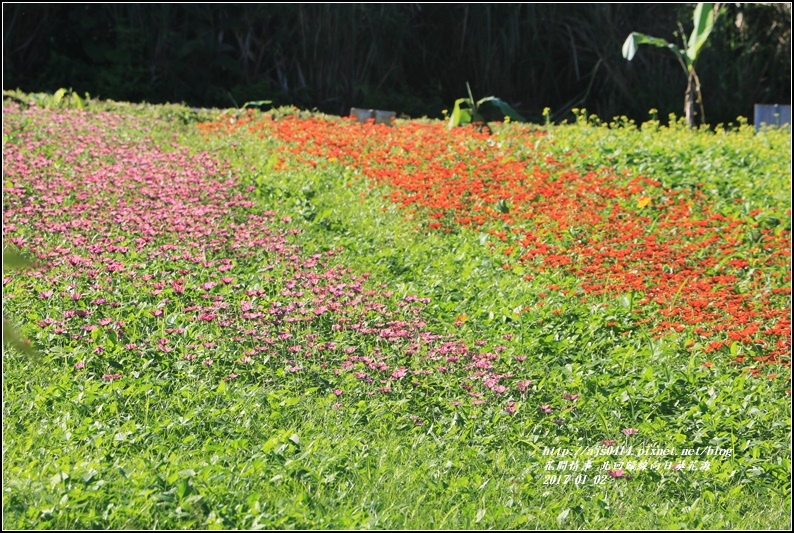 北回歸線百日草花海-2017-01-23.jpg