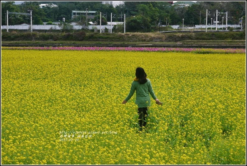 富里油菜花花田-2017-01-02.jpg