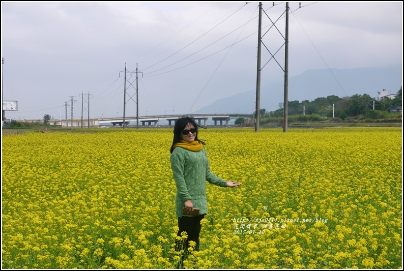 富里油菜花花田-2017-01-01.jpg