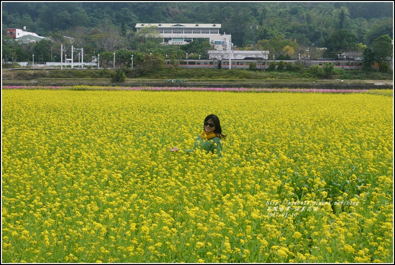 富里油菜花花田-2017-01-03.jpg