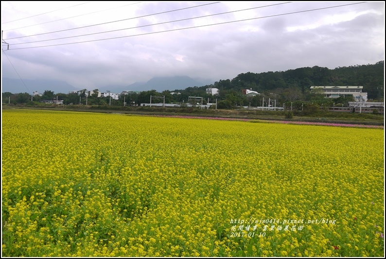 富里油菜花花田-2017-01-05.jpg