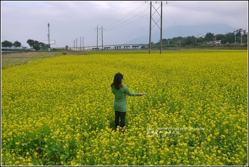 富里油菜花花田-2017-01-04.jpg