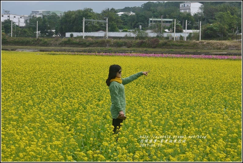 富里油菜花花田-2017-01-06.jpg