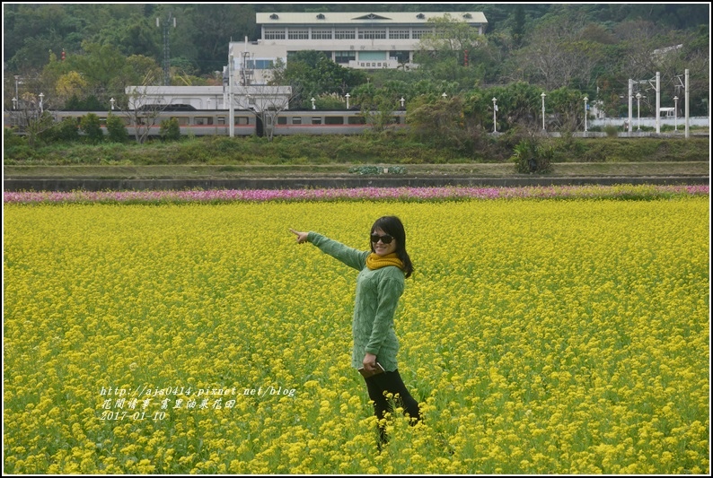 富里油菜花花田-2017-01-07.jpg