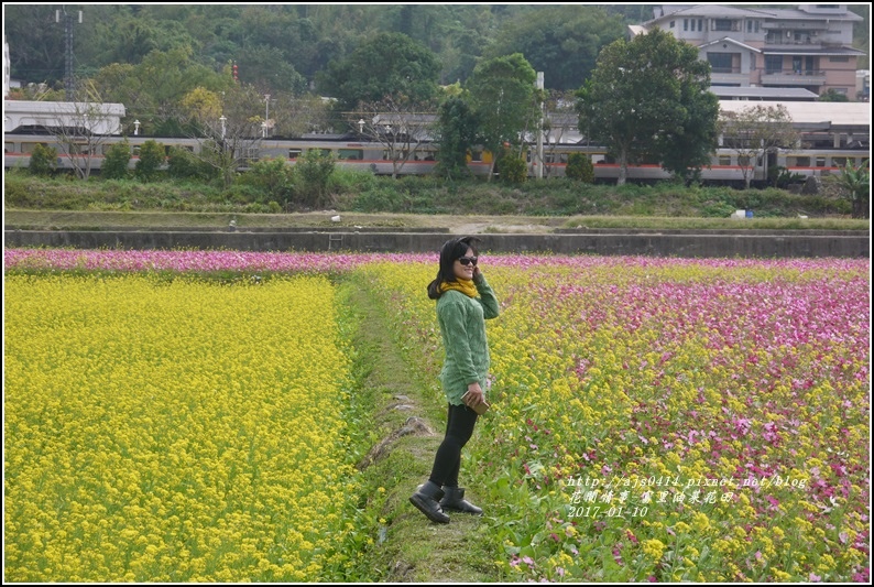 富里油菜花花田-2017-01-08.jpg