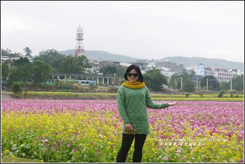 富里油菜花花田-2017-01-09.jpg