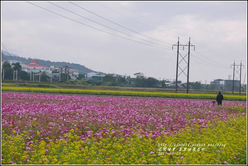 富里油菜花花田-2017-01-11.jpg