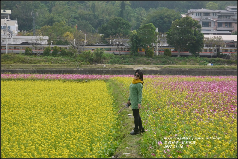 富里花海-2017-01-10.jpg