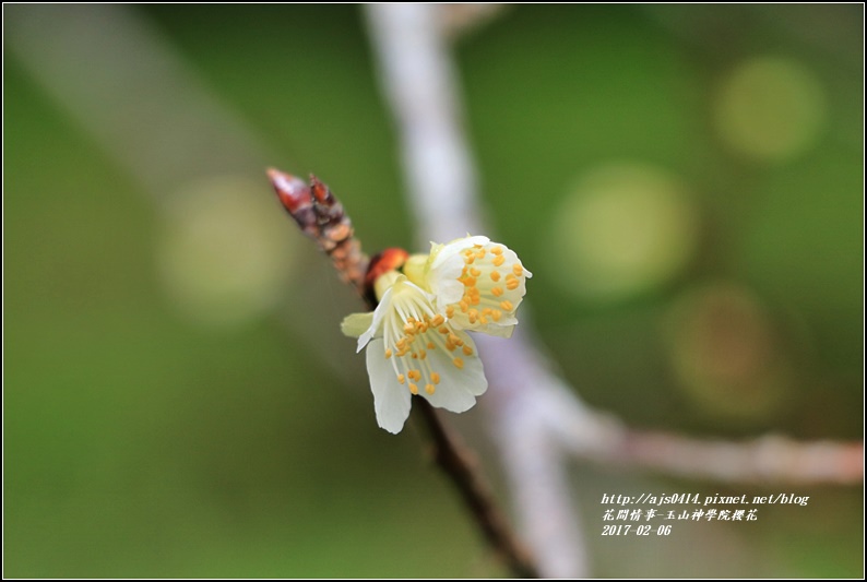 玉山神學院櫻花-2017-01-11.jpg