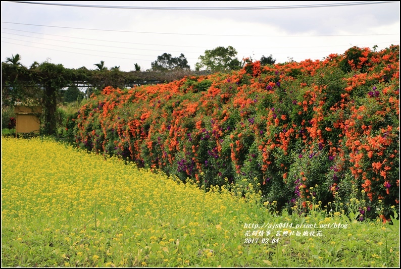 富興社區炮仗花隧道-2017-02-01.jpg