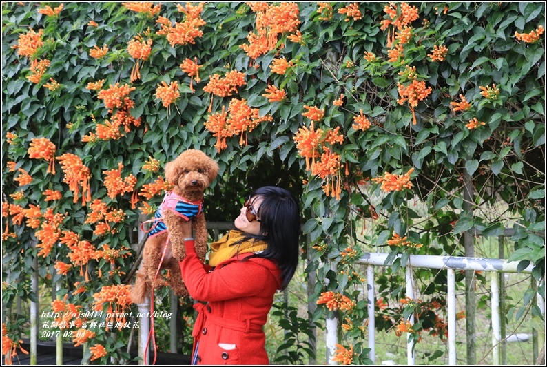 富興社區炮仗花隧道-2017-02-06.jpg