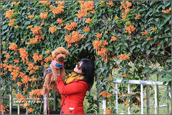 富興社區炮仗花隧道-2017-02-06.jpg